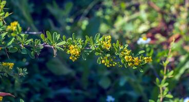 Unripe berries of scarlet firehorn Pyracantha coccinea, red firehorn photo