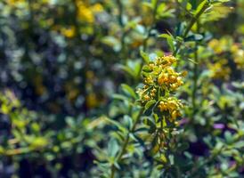 Unripe berries of scarlet firehorn Pyracantha coccinea, red firehorn photo