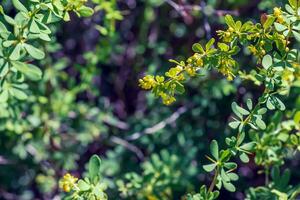 Unripe berries of scarlet firehorn Pyracantha coccinea, red firehorn photo