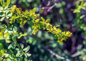 Unripe berries of scarlet firehorn Pyracantha coccinea, red firehorn photo