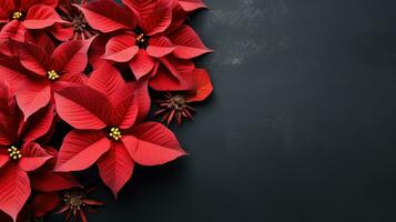 poinsettia flowers with copy space photo
