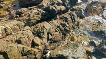 Black crab crabs on cliffs stones rocks Puerto Escondido Mexico. video