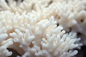 cerca arriba de blanco coral en el mar, tailandia macro disparo, cerca arriba de un hermosa blanco coral en superficial profundidad de campo, ai generado foto