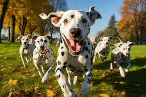 grupo de dálmata perros corriendo en el parque en otoño, linda gracioso dálmata perros grupo corriendo y jugando en verde césped en parque en otoño, ai generado foto