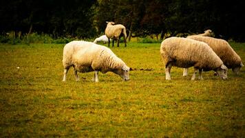 rebaño de lanoso oveja en un campo granja foto