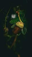 Detailed Macro Shot of European Oak Leaf and Acorn photo