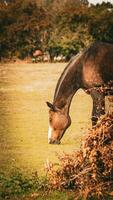 Chestnut Beauty Closeup of a Stunning Horse photo