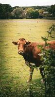 Rural Meadow Grazing Brown Cattle in Green Pasture photo