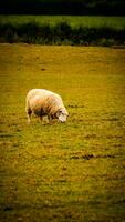 Flock of Woolly Sheep on a Countryside Farm photo