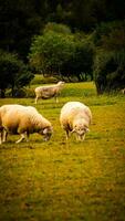 Flock of Woolly Sheep on a Countryside Farm photo