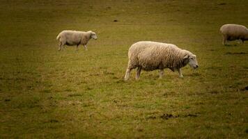 rebaño de lanoso oveja en un campo granja foto