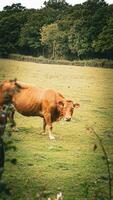 Rural Meadow Grazing Brown Cattle in Green Pasture photo