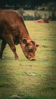 Rural Meadow Grazing Brown Cattle in Green Pasture photo