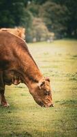 Rural Meadow Grazing Brown Cattle in Green Pasture photo