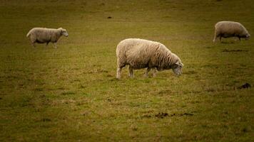 Flock of Woolly Sheep on a Countryside Farm photo