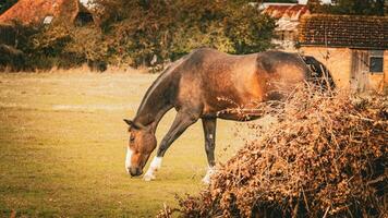 castaña belleza de cerca de un maravilloso caballo foto