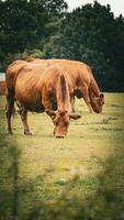 Rural Meadow Grazing Brown Cattle in Green Pasture photo