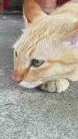 Porträt komisch Tiere von ein komisch Katze Welpe, Katze sind attraktiv und charmant, ist ein komisch Katze oder Welpe, Haustier sind komisch Katze oder Welpe, Haustier komisch Tiere. es ist ein spielerisch, Haustier und ist ein Liebling video