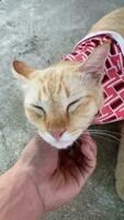 Portrait funny animals of a funny cat puppy, cat are attractive and charming, Is a funny cat or puppy, Pet are funny cat or puppy, pet funny animals. It is a playful, pet and is a favorite video