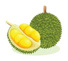 Durian fruit whole and half cut. Vector illustration isolated on white background