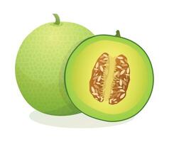 Fresh melon fruit whole and half cut. Vector illustration isolated on white background