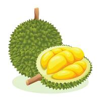 Durian whole and half cut. Fruit vector illustration isolated on white background