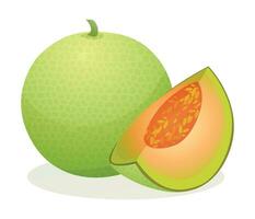 Melon whole and sliced. Fruit Vector illustration isolated on white background