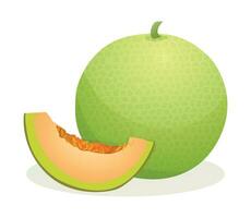 Melon fruit whole and sliced. Vector illustration isolated on white background