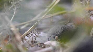 geopelia striata guardare per cibo su il terra video