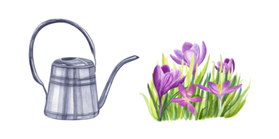 Watering can, flower bed with crocuses and green grass. Composition with bright spring flowers. Watercolor illustration for the design of booklets, flyers, labels, magazines png