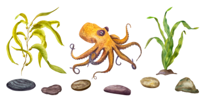 reeks van waterverf marinier algen, Octopus en zee stenen. illustratie voor de ontwerp van spandoeken, afdrukken, ansichtkaarten, affiches, stoffen, stickers, logo's, uitnodiging Sjablonen png