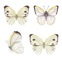 Set of watercolor cabbage butterflies. Perfect for wallpaper, print, textile, nursery, scrapbooking, wedding invitation, banner design, postcards, clothing png