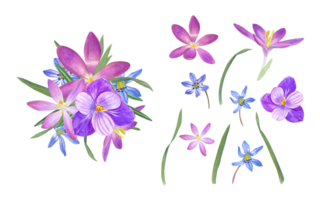 ramo de flores de azafranes, azul campanillas de invierno, verde hojas. acuarela ilustración. para enamorado día, Boda invitación, cumpleaños y madre día tarjetas png