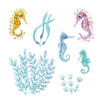 Set of watercolor marine algae and seahorses. Illustration for the design of banners, prints, postcards, posters, fabrics, stickers, logos, invitation templates png