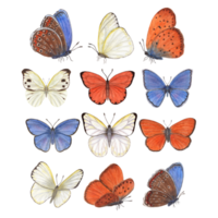 conjunto de revoloteando mariposas azul, naranja, blanco mariposas cobre, escaso cobre, repollo. acuarela ilustración para imprimir, textil, Boda invitación, etiqueta, póster. png