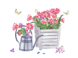 Bouquet of pink double tulips, crocuses, scilla. Spring Flowers in steel watering can and wooden flower pot. Fluttering white butterflies. Watercolor illustration. png