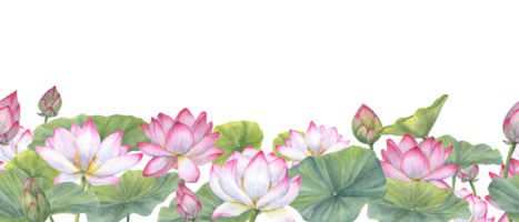 Seamless banner of Indian sacred lotus flowers with leaves. Water lily, Indian lotus, green leaf, bud. Space for text. Watercolor illustration. Horizontal board png