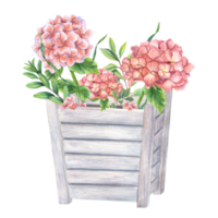 Blooming pink Hortensia and green plants in wooden flower pots. Garden Hydrangeas branches. Watercolor illustration. Composition for urban garden, houseplant png