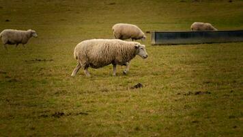 Flock of Woolly Sheep on a Countryside Farm photo