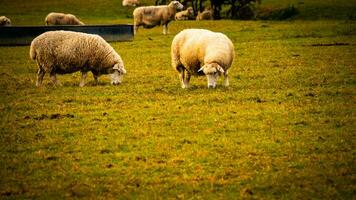 Flock of Woolly Sheep on a Countryside Farm photo