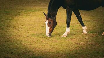 castaña belleza de cerca de un maravilloso caballo foto