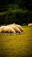 Flock of Woolly Sheep on a Countryside Farm photo