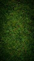 Texture background of green grass photo