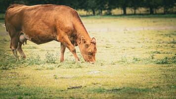 Rural Meadow Grazing Brown Cattle in Green Pasture photo