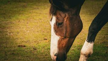 castaña belleza de cerca de un maravilloso caballo foto