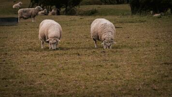 Flock of Woolly Sheep on a Countryside Farm photo