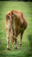 Rural Meadow Grazing Brown Cattle in Green Pasture photo