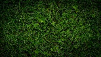 Texture background of green grass photo