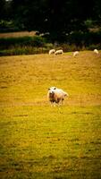 Flock of Woolly Sheep on a Countryside Farm photo