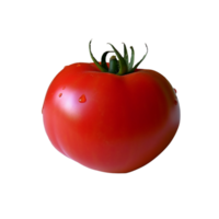 tomate não fundo png